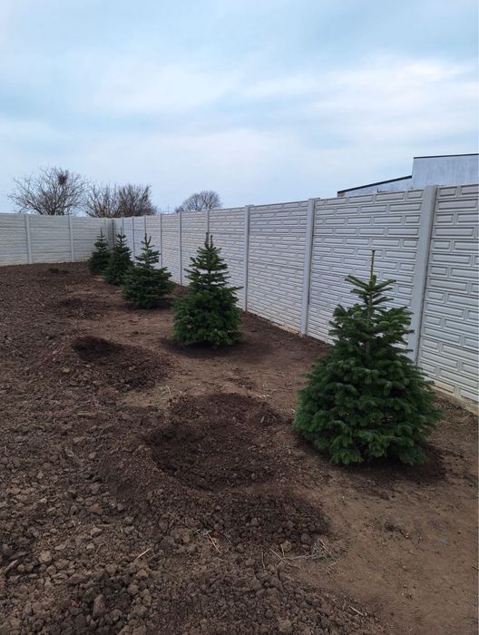 Brazii argintii/verzi,dif inaltimi dif specii de plante