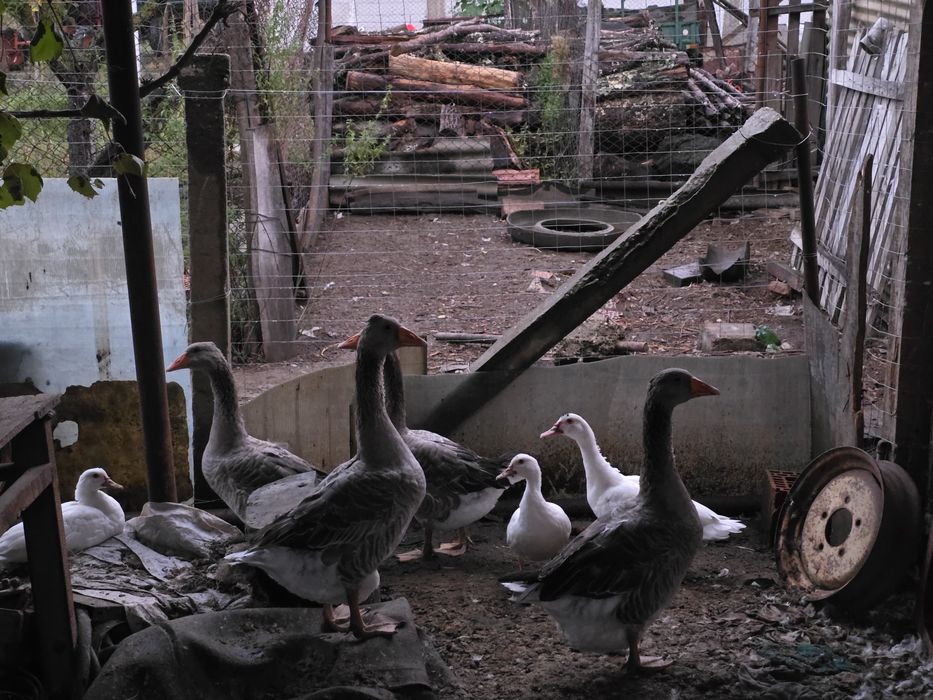 Vând rațe albe mute