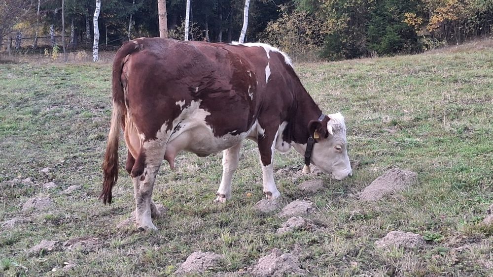 Vacă de vânzare pentru abator.  Detali la telefon.