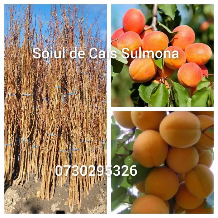 Vând Pomii Fructiferi Altoiți anul 3 de vegetație