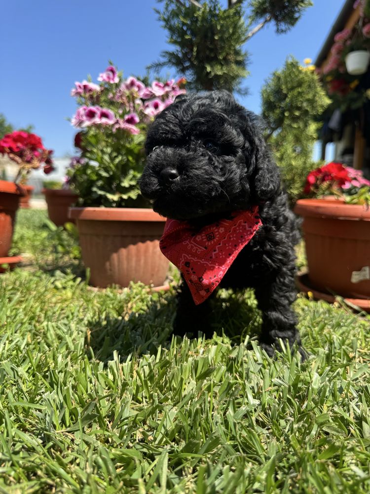 Toy poodle / Той пудел