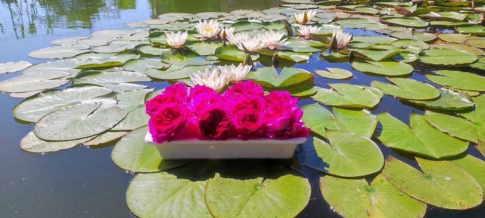 Floare de trandafir din soiul Damasc cu floarea mare - pt dulceata etc