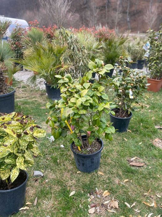 Plante ornamentale atractive pentru colțuri speciale