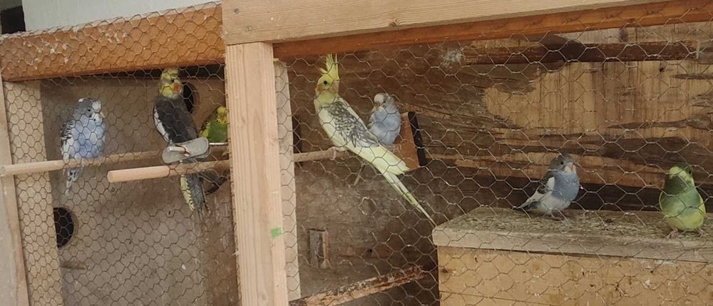 Вълнисти папагали и Корели