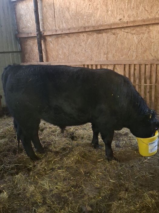 Vând taur pentru reproductie