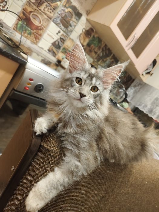 Продам Мейкуна девочку