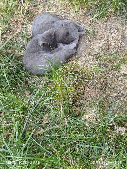 Отдам даром котят в хорошие руки