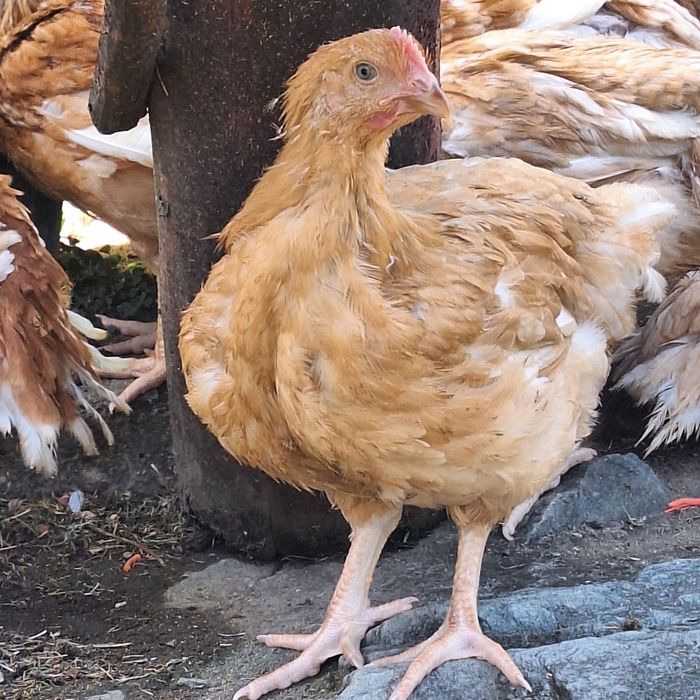 Vând pui kabir crescuți bio