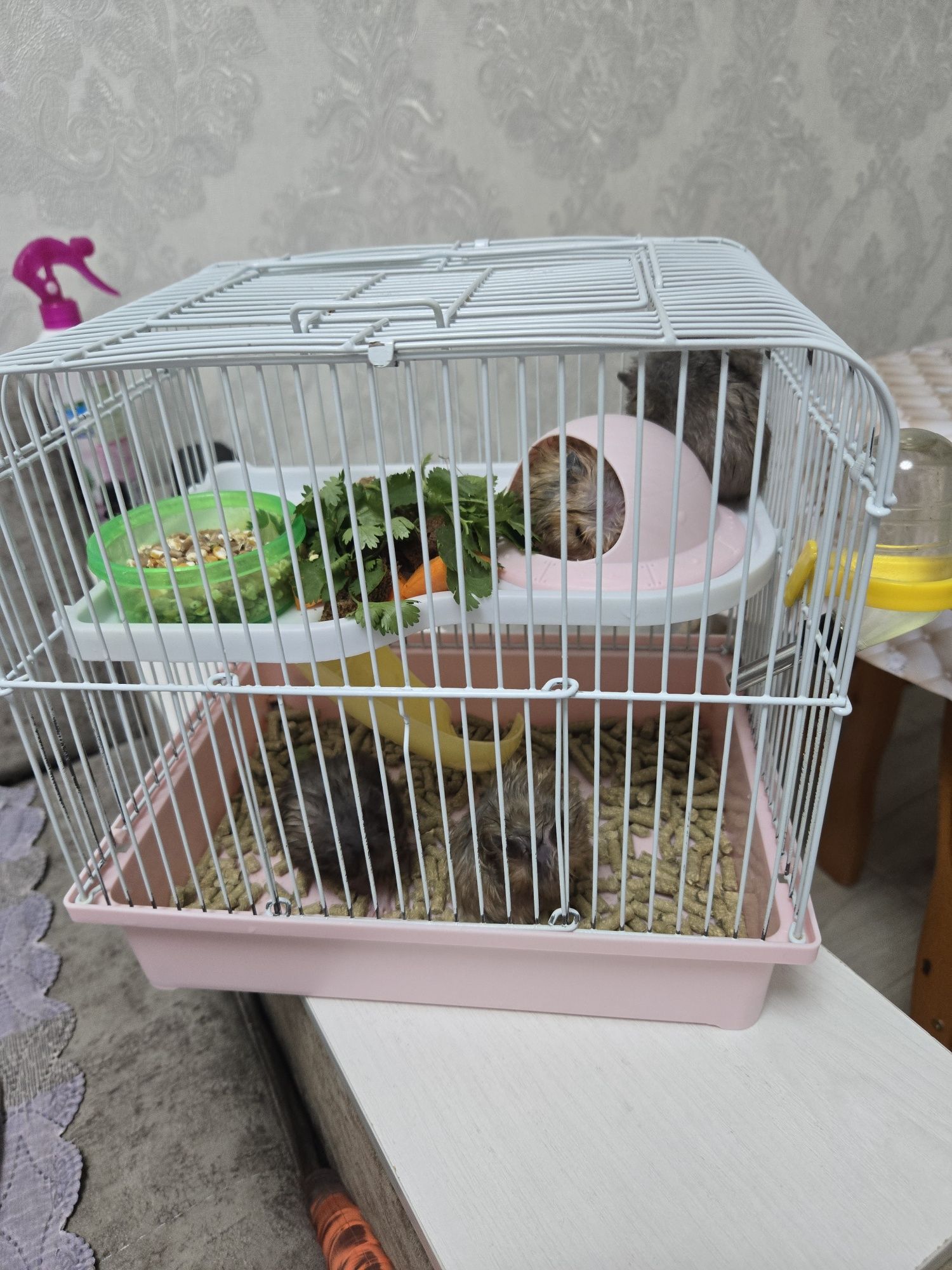 Продаётся сирийские хомяки