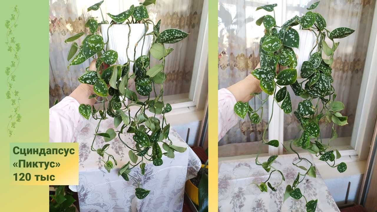 Сциндапсус Микс. Неон +Энджой