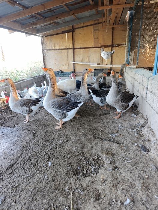 Гуси крупно серой породы