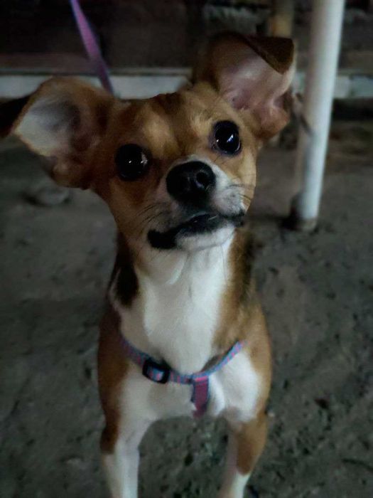 собака в добрые руки