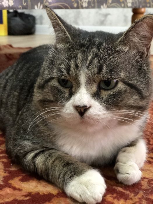 отдам взрослого кота ))