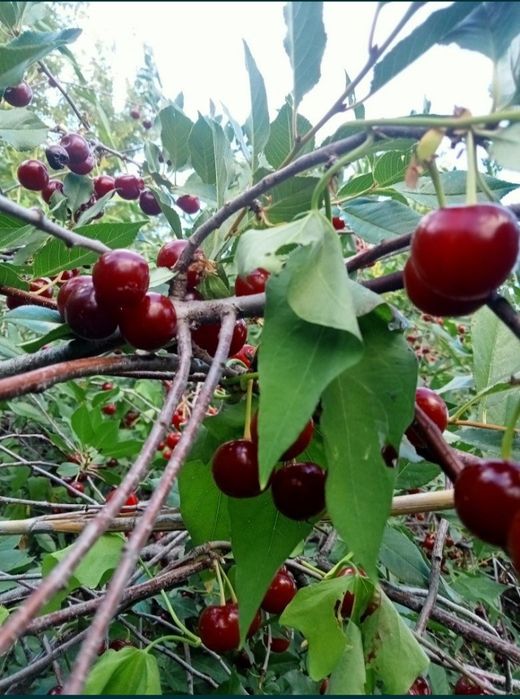 Продам дачу 12 соток