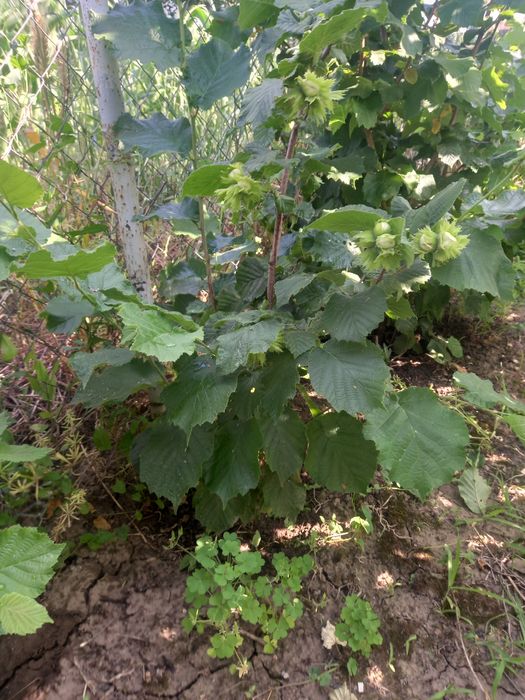 Aluni anul 2  .întra pe rod în anul 3