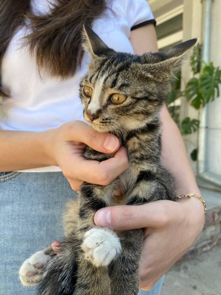Котенок