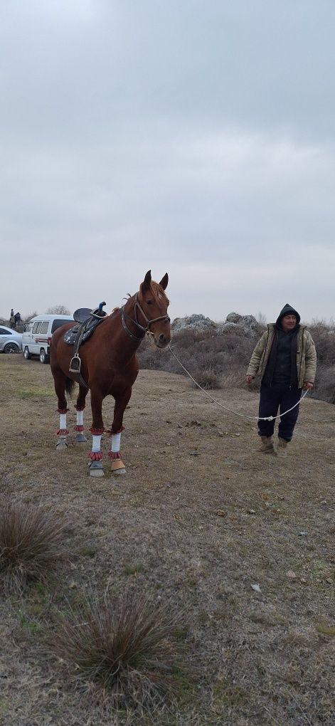 QORABAYR Qirg'izistondan kelgan