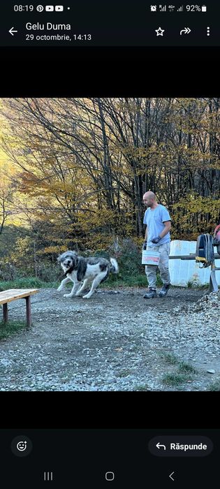 Donez caine ciubanesc