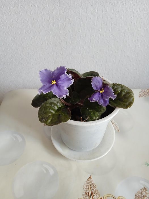 Фиалка (район Тулпар-Мечеть)