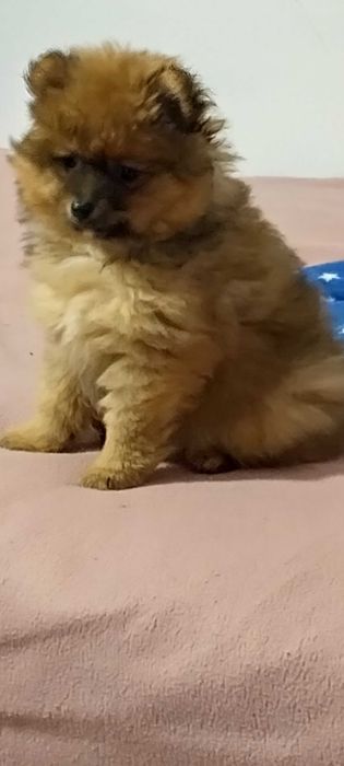 Померан мини шпиц