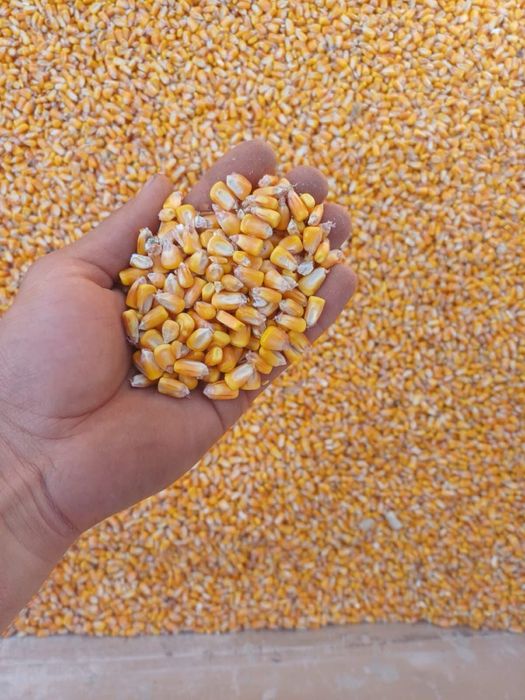 De vanzare porumb