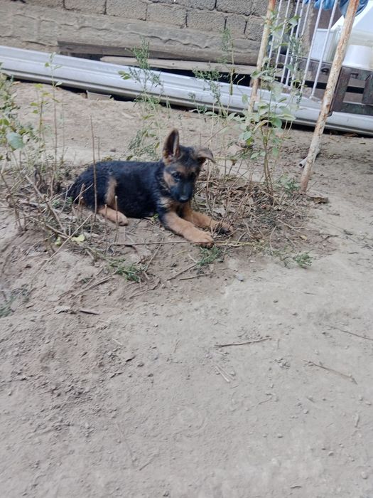 Продаётся щенок немецкая овчарка