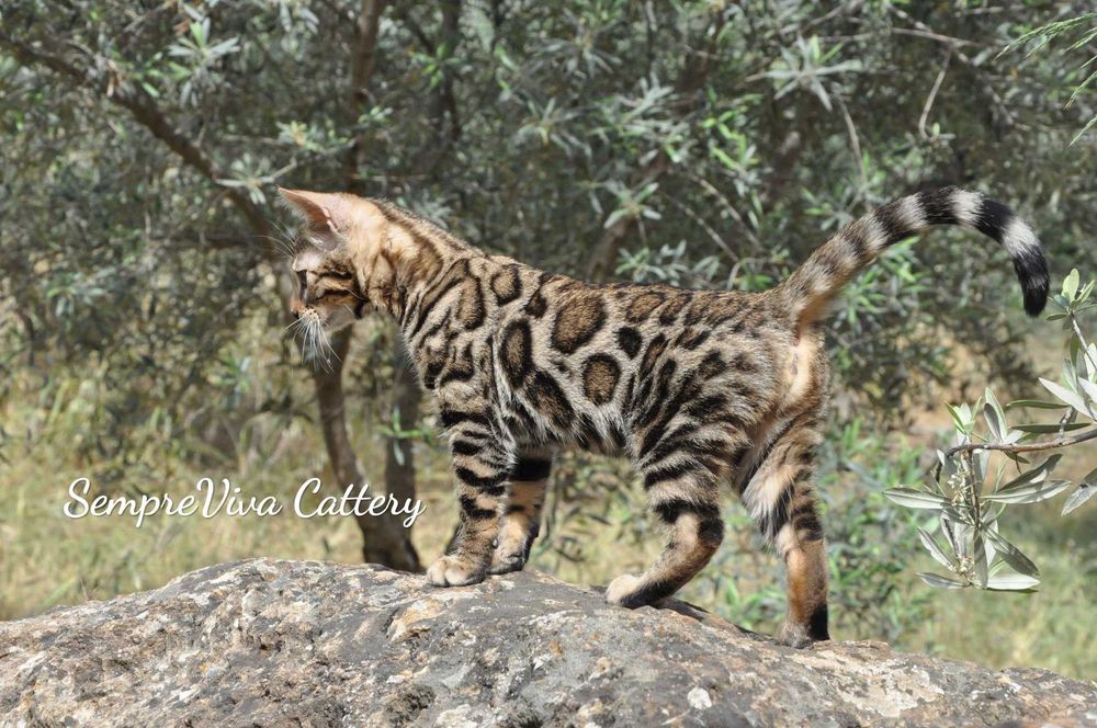 Бенгалско коте женско