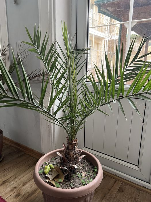 Хурмо кучат. Саженцы фиников. Сорт сагай.