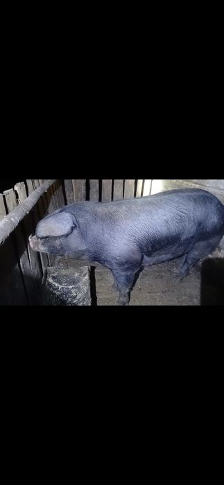 Vând vițel.        ,