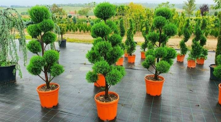 Amenajări grădini plante ornamentale