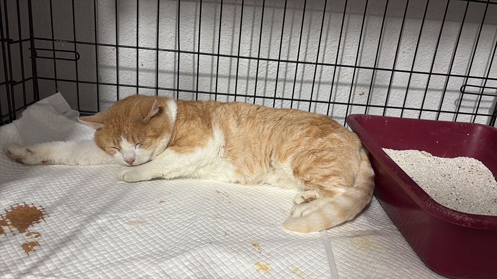 Leo, motan castrat, FIV pozitiv