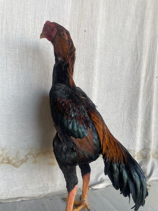 Yapon shamoga kares miks Tanachi narxi 900 ming