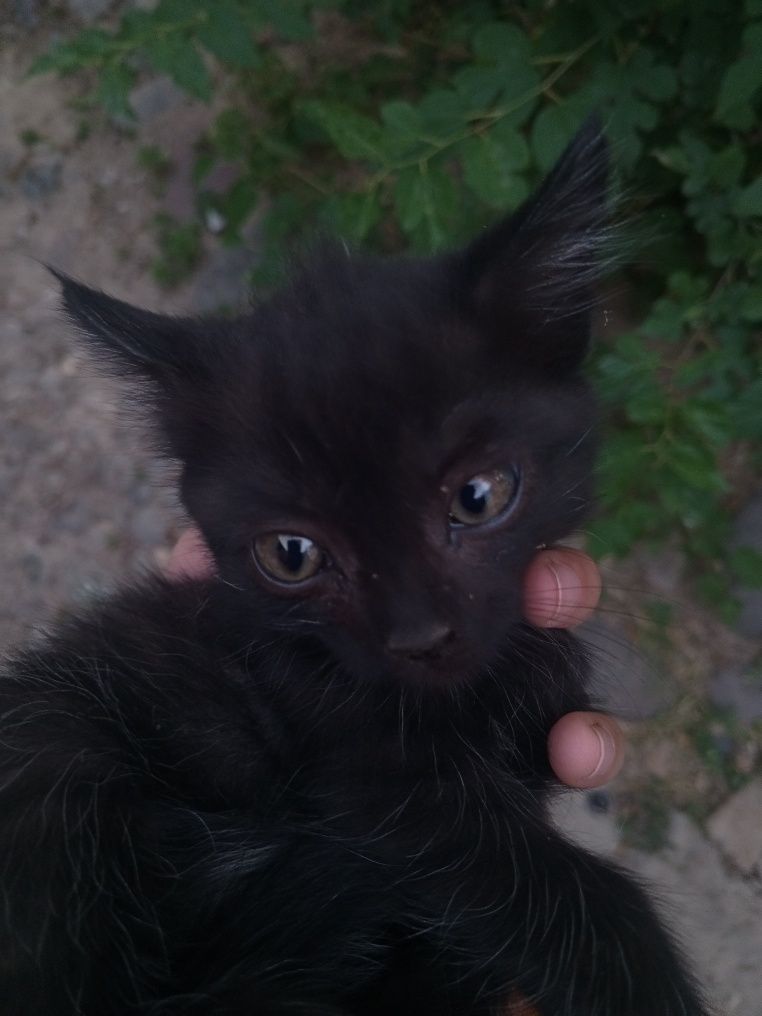 котята в подарок