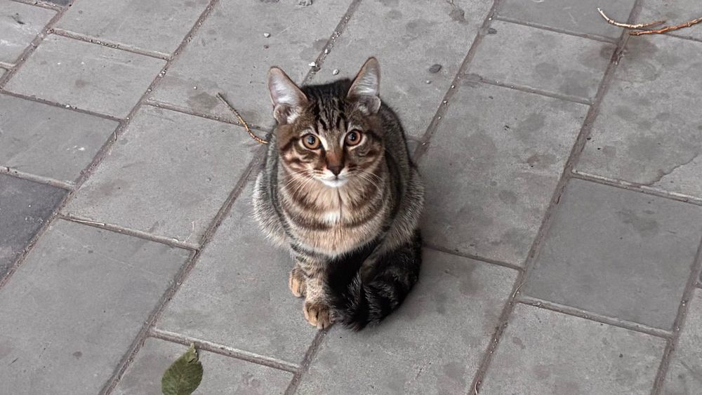 Котенок ищет дом