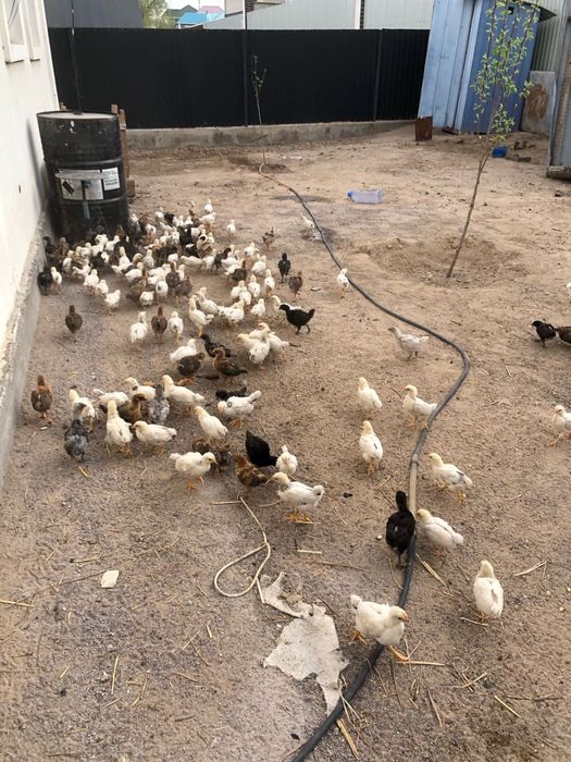 продам пародистых циплят