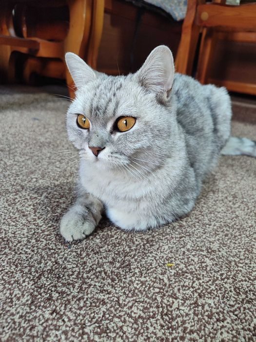 Кошка скотиш страйт