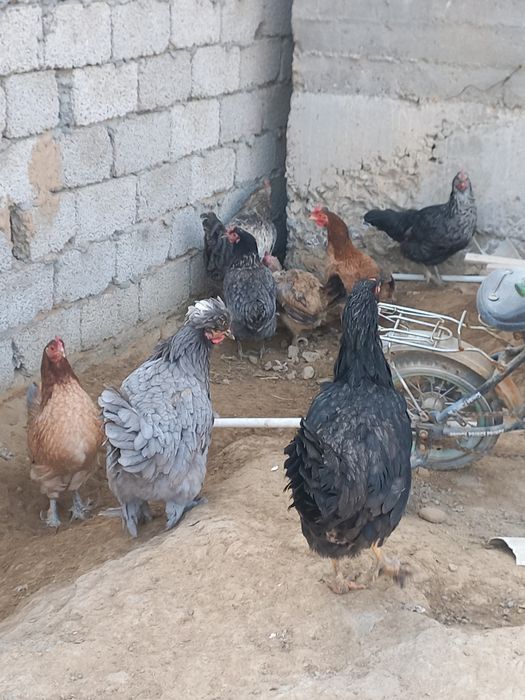 Хуроз ва товуклар сотилади.