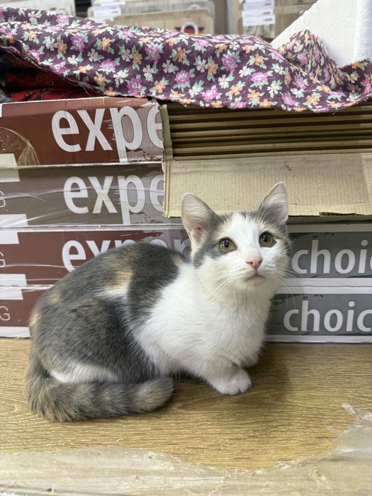 Котенок мальчик в добрве руки