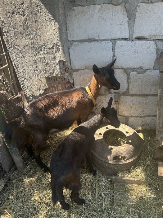 Capre si iezi de vanzare