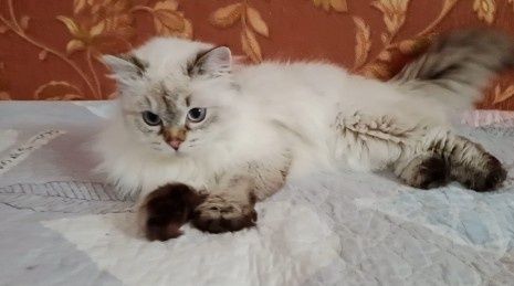 Вязка  Скоттиш Страйт Хайленд  Поинт