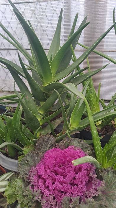 Aloe vera,2 soiuri