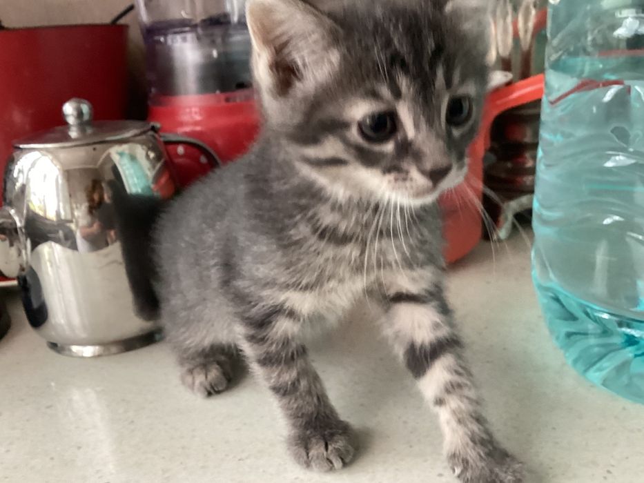 Продаётся домашний котёнок