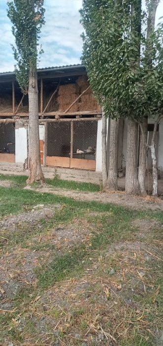 Терак сотилади 40  дона