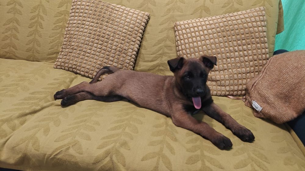 puii ciobanesc malinois