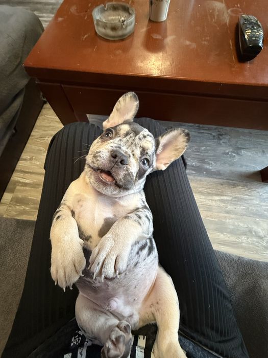 Френски булдог french bulldog