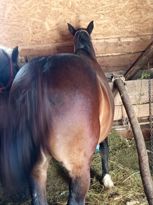 Vând o iapă gestă de 7 ani