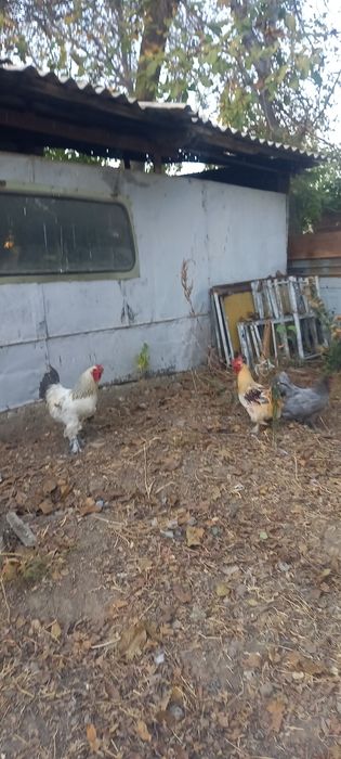 Екы кораз домашний сатылады