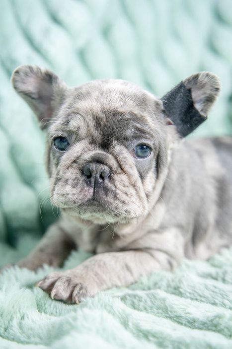 bulldog francez blue merle