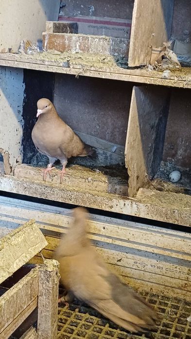 30 броя гълъби.  .