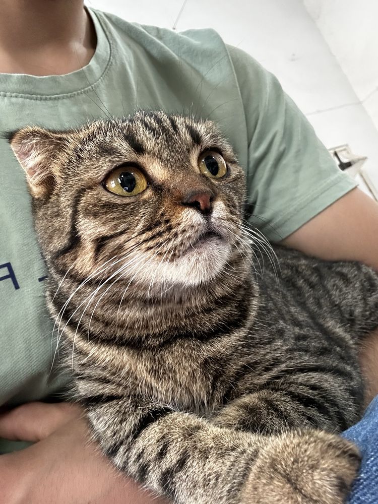 Кошкка скотч фолз
